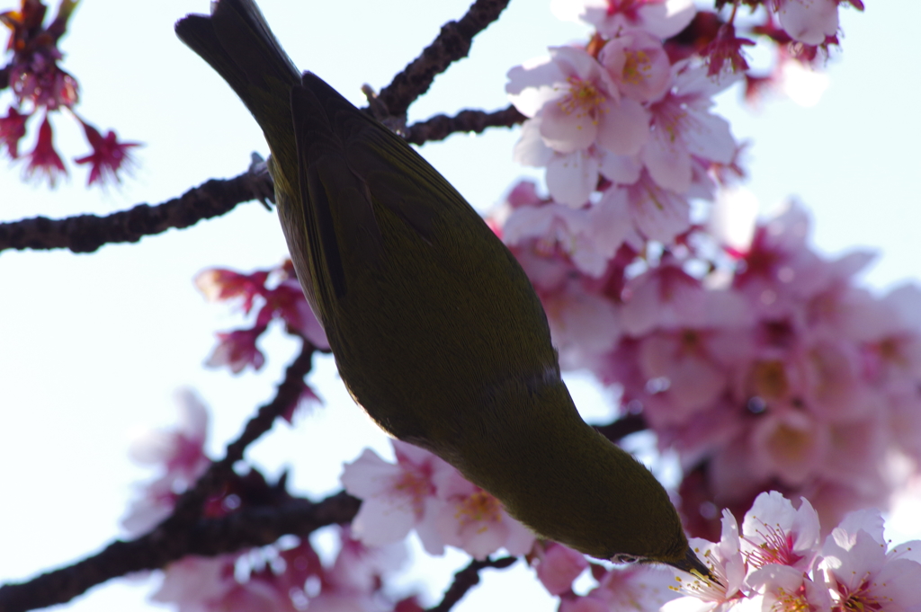 寒桜とメジロ