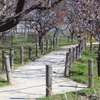 公園の散歩道