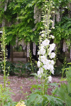 藤の花をバックに