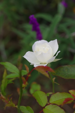 清潔な花