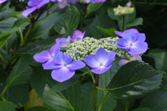 華麗な花