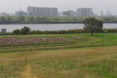 荒川河川敷