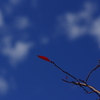 葉と雲のコラボ