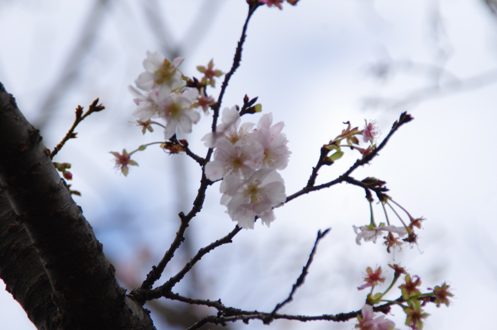 十月桜