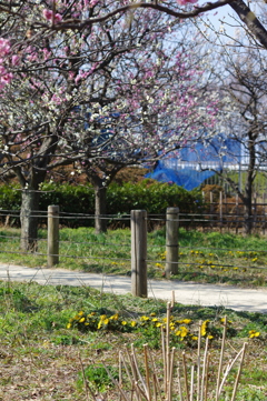 小道の花々