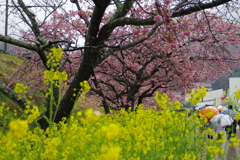 河津桜と菜の花　２