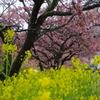 河津桜と菜の花　２