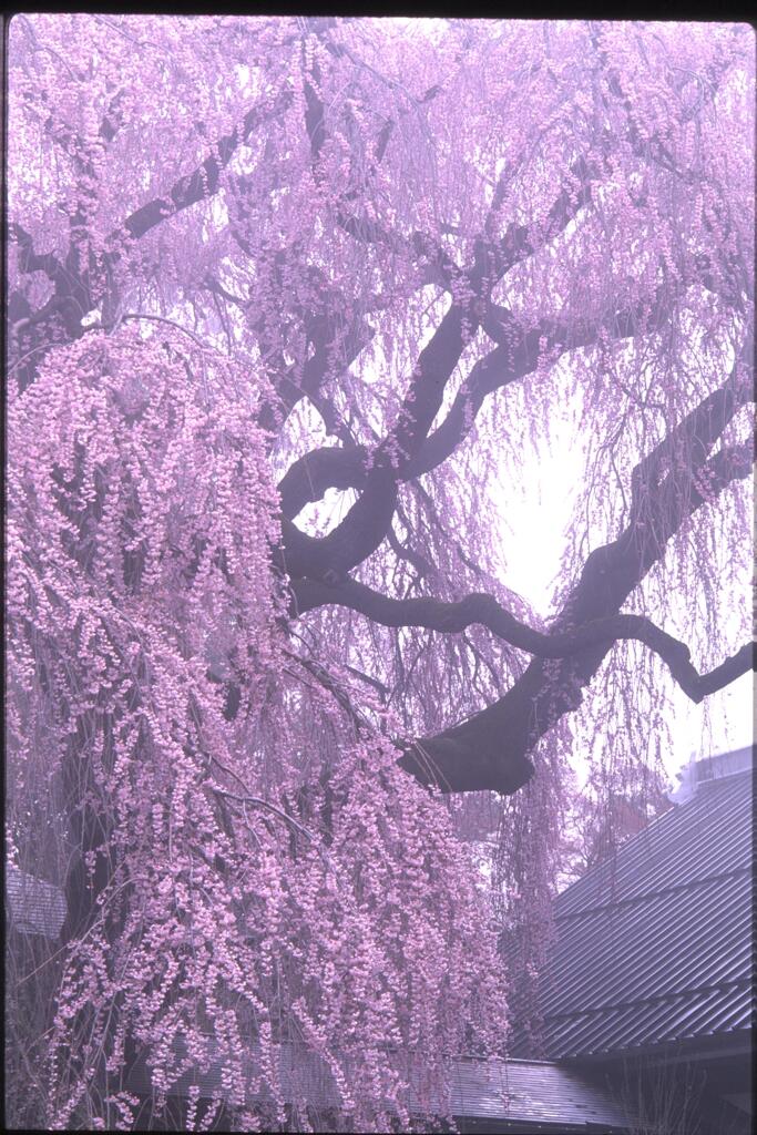 桜　３