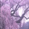 桜　３