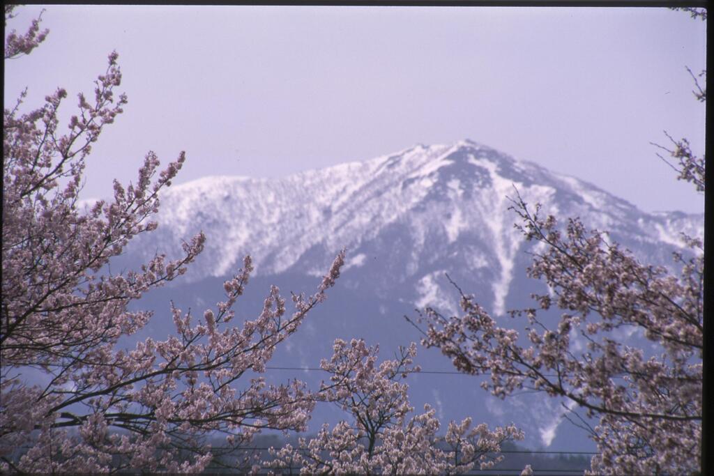 桜と山