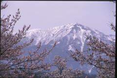 桜と山