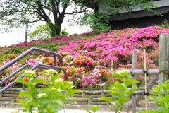 花３