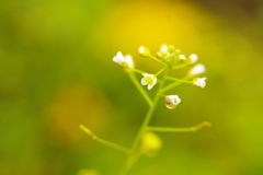 かわいい花