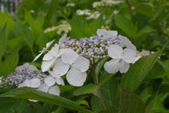紫陽花