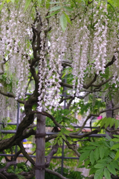 白い藤の花と木２