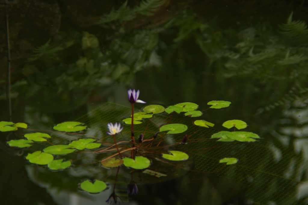 植物公園内温室の草花　２０１７年4月