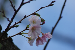 十月桜　４