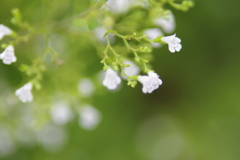 花　３