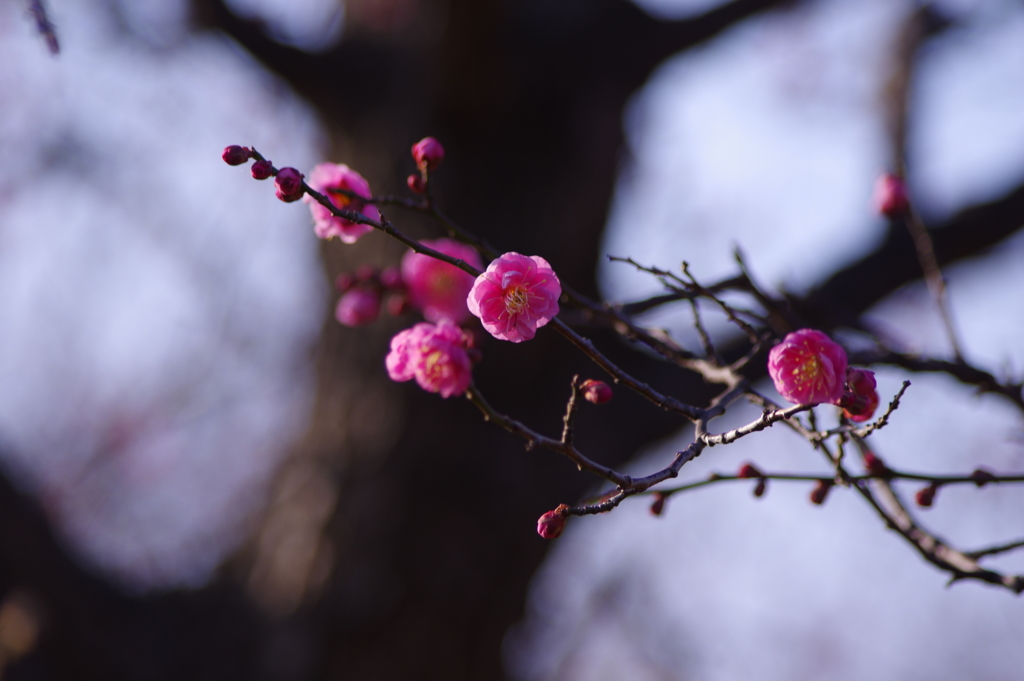 八重寒紅（梅）