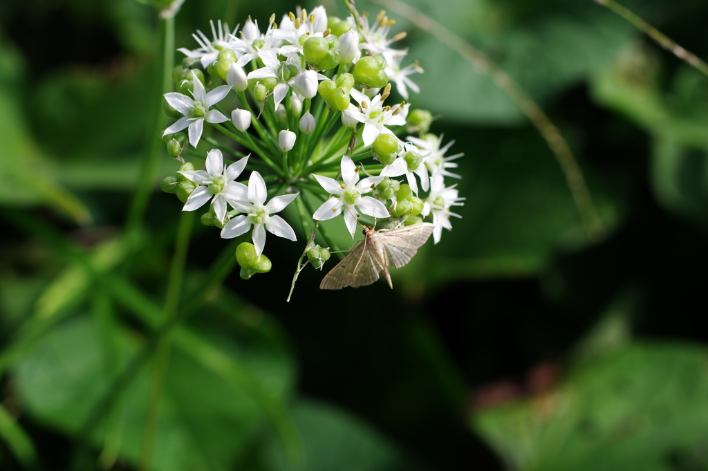 農業公園の昆虫　３