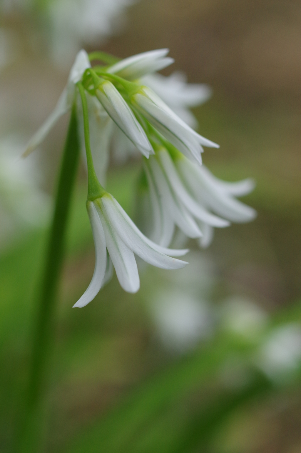 春の草花 By キョンキチ Id 写真共有サイト Photohito