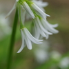 春の草花