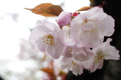 春の香り