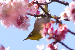 メジロと寒桜　２