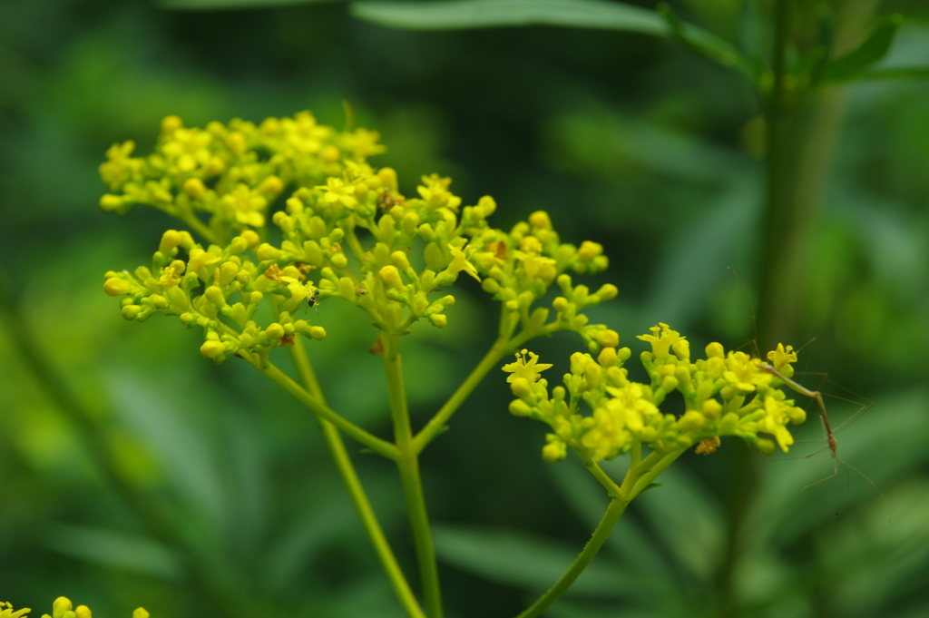 植物公園の花々　１
