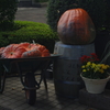 ハロウィンの後で
