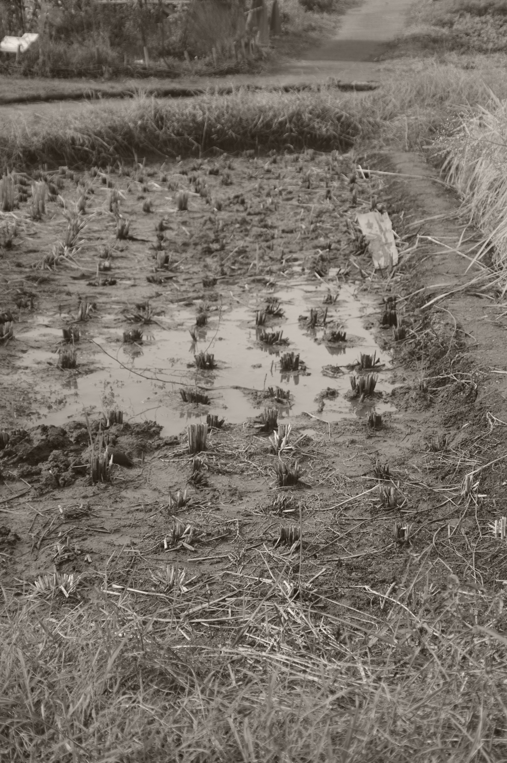 稲刈りの終わった、田んぼとあぜ道