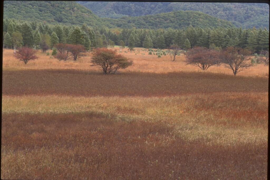草紅葉　２（２０００年10月8日）