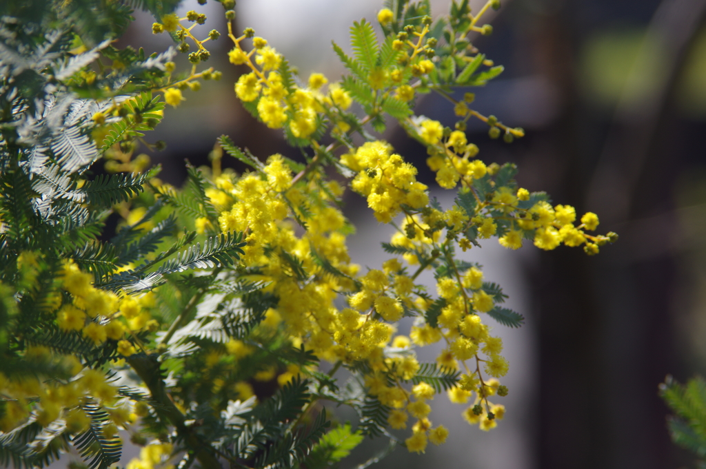 ハーブ園の花