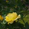 薔薇　２