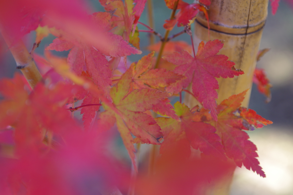 紅葉