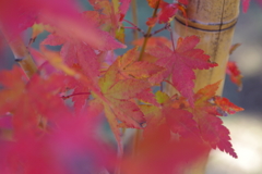 紅葉