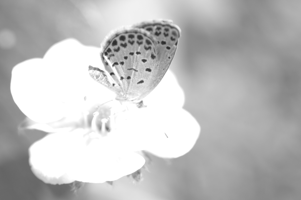 シジミ蝶