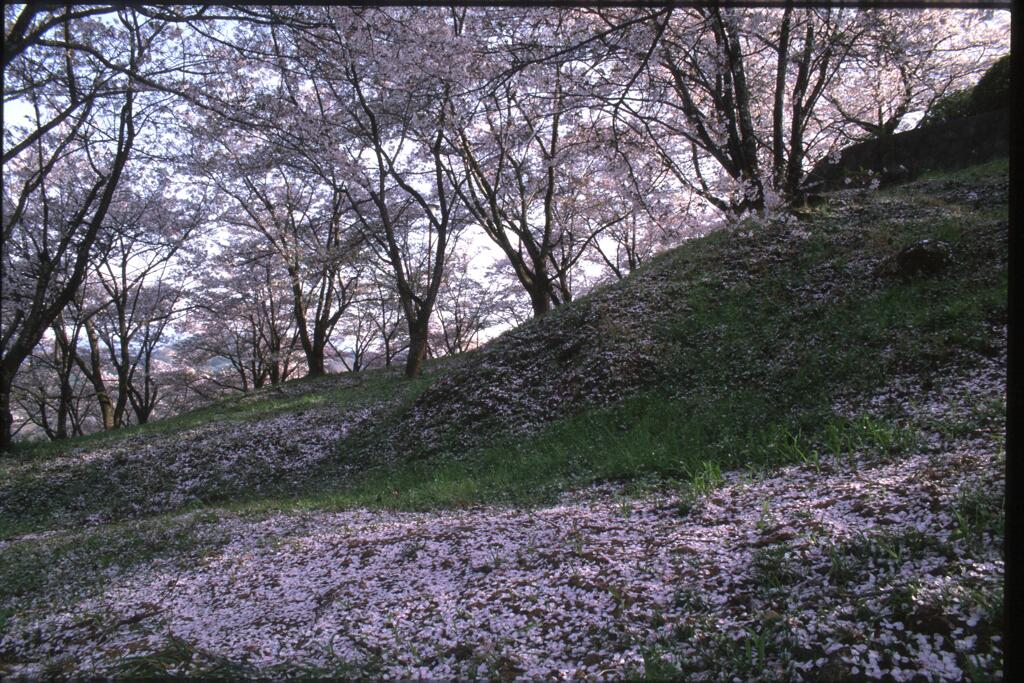 ちるもさくら