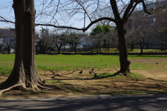 広場の鳩と木の影