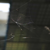 蜘蛛の糸