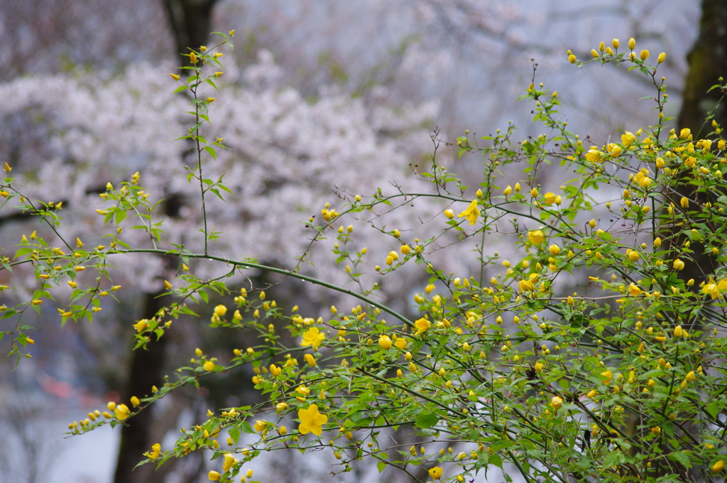 花々
