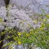 花々