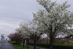 荒川土手の桜
