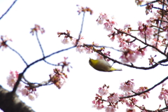 めじろ