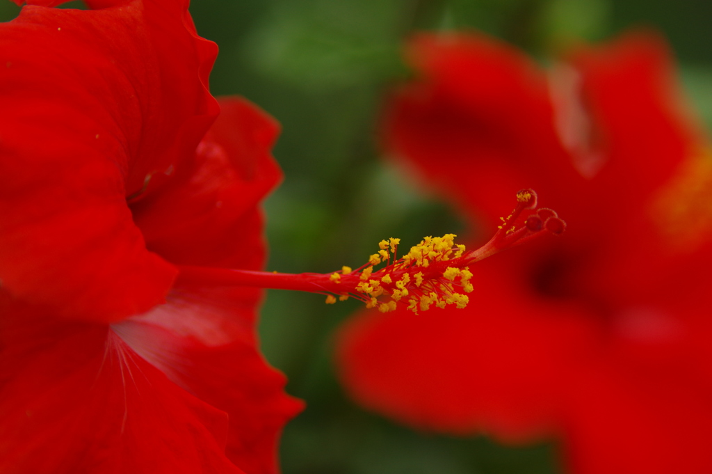 植物公園内温室の草花　2017年4月　４(ハイビスカス）