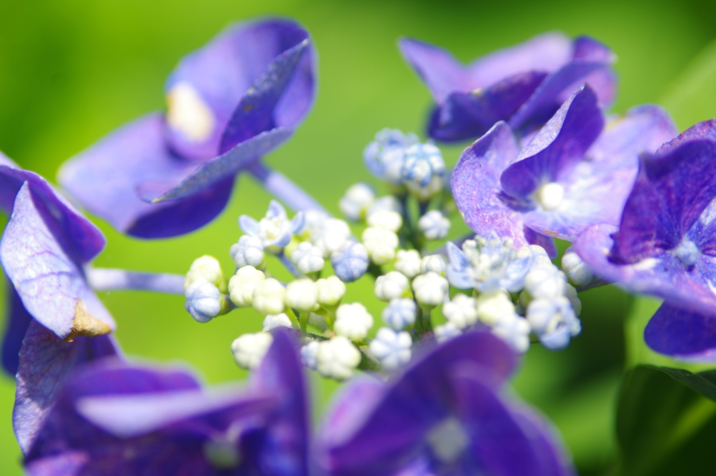 紫陽花