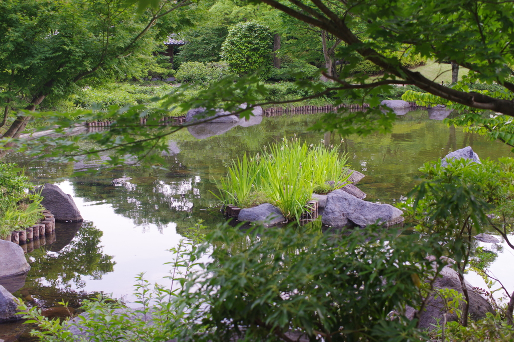 日本庭園の池