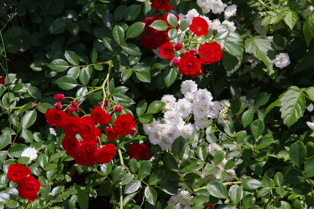 小さな薔薇