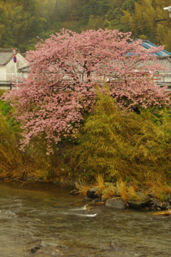 河津桜