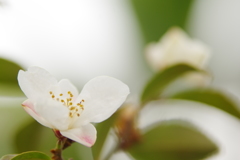 植物公園内温室の花（ヒメサザンカ）２０１７年4月